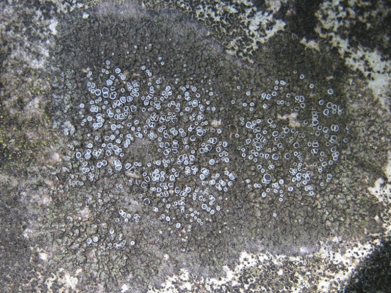 Lichene crustose con apoteci blu